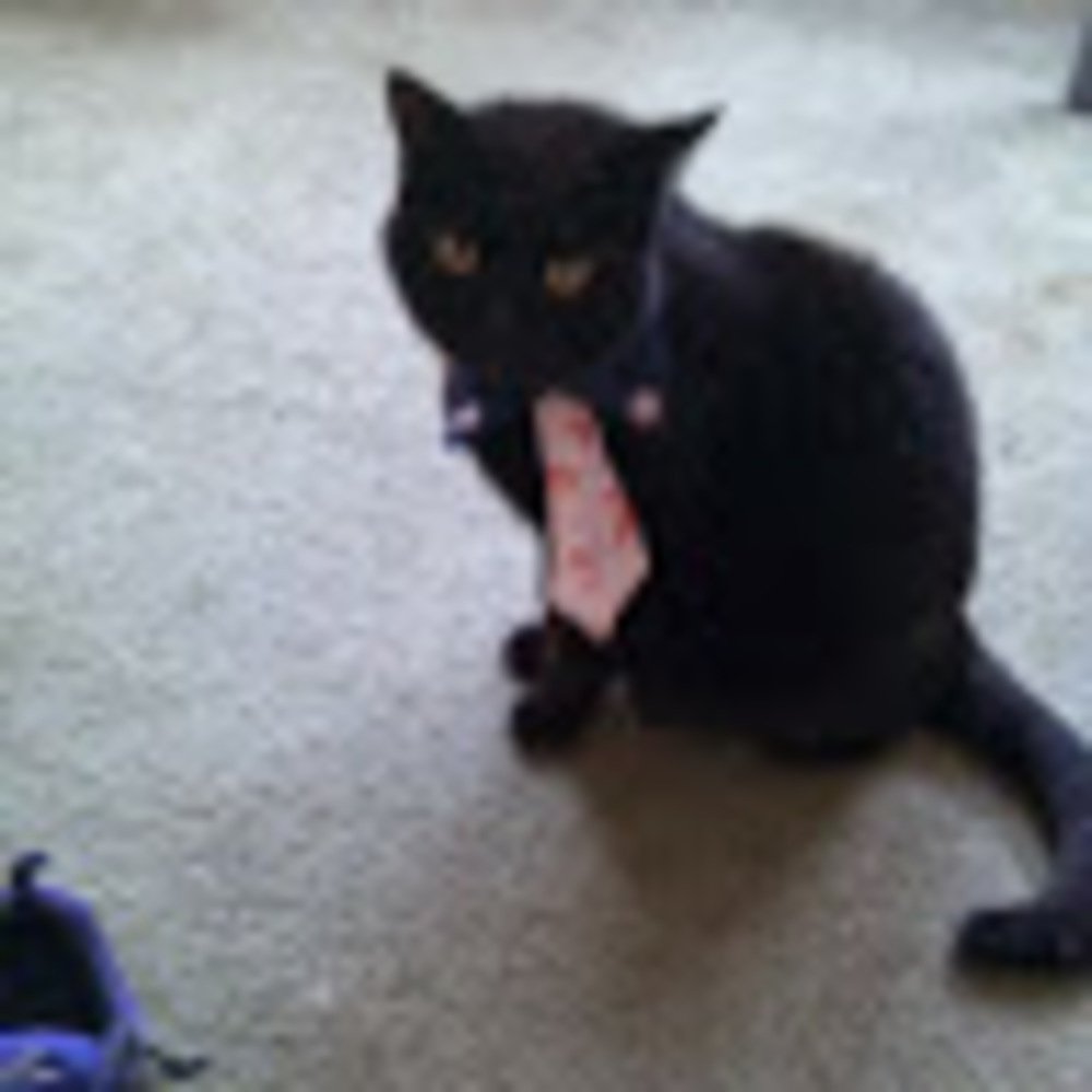 Meet your Posher, Khaleesia